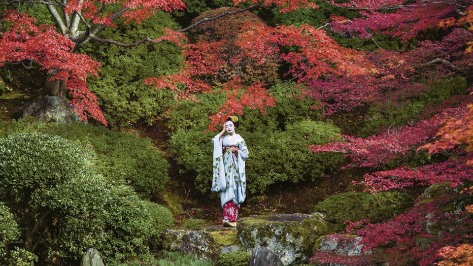 Geisha là các kỹ nữ chuyên nghiệp được thuê để tương tác với khách hàng trong bữa tối hoặc các dịp khác. Có một số cách đơn giản để phân biệt maiko và geisha. Maiko có những phụ kiện như hoa cài tóc trong khi geisha thì không. Maiko thường đi guốc gỗ đế cao trong khi geisha đi dép đế bằng được gọi là zori. Ngoài ra, đai trên trang phục kimono của họ cũng khác biệt.