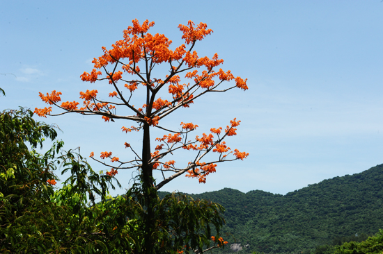 Ngô đồng - loài cây biểu tượng ở Cù Lao Chàm. Hiện nơi đây có 3 cây ngô đồng được công nhận Cây di sản Việt Nam.