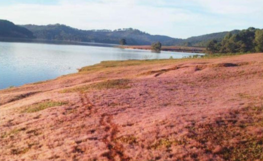 Đến Đà Lạt vào những ngày chớm đông, bạn sẽ gặp đồng cỏ hồng phủ kín và khoe sắc, tạo thành thảm hồng điểm tô trên sắc xanh đồi núi. Ảnh: Kỳ Nguyễn.