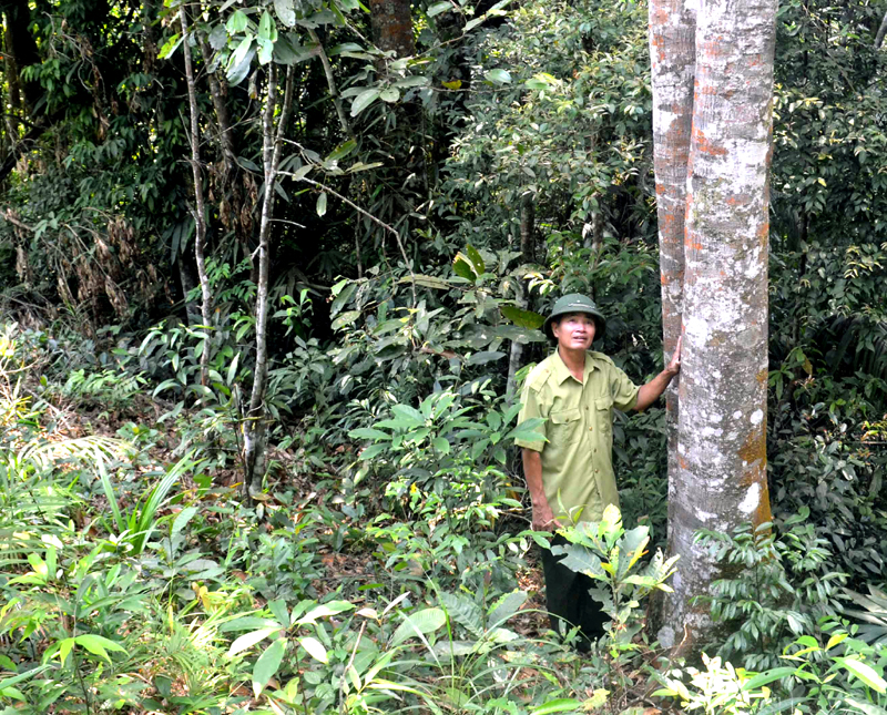 CCB Trần Văn Nền bên 2 cây dẻ trắng 25 năm tuổi trong khu rừng của gia đình ông.