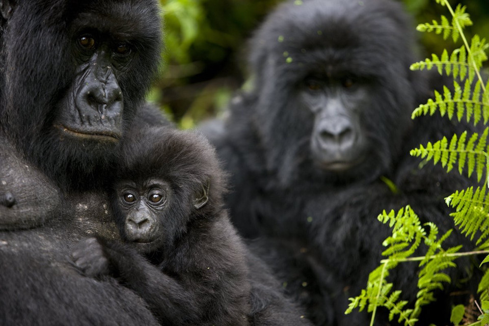 Ngắm khỉ đột núi ở công viên quốc gia Virunga, Cộng hòa Congo.