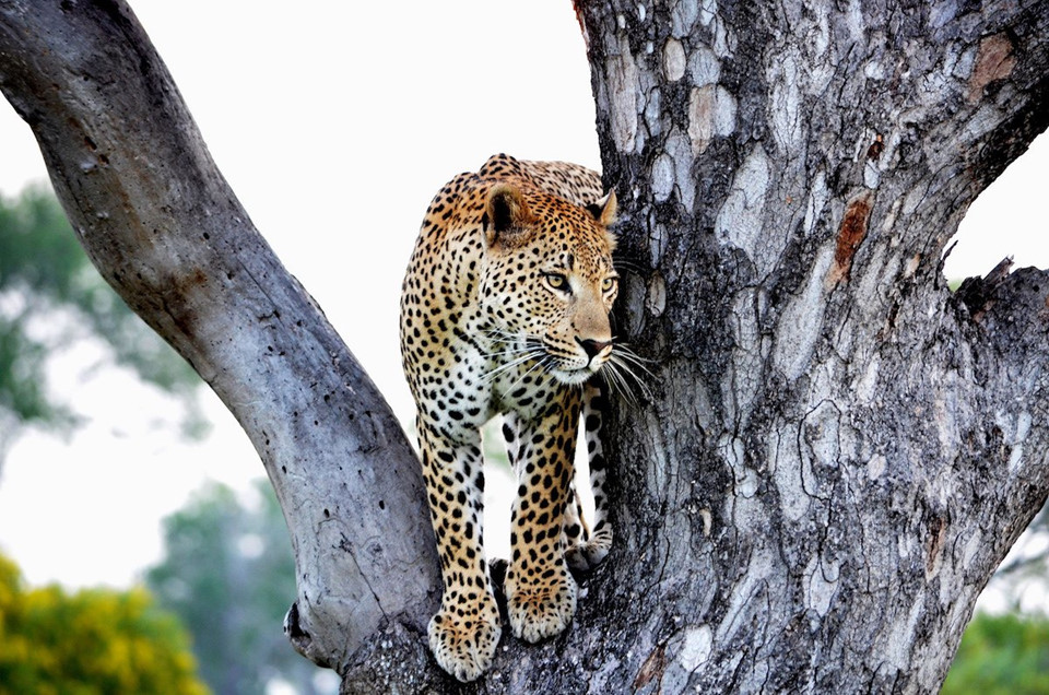 Ngắm động vật hoang dã ở đồng cỏ Nam Phi.