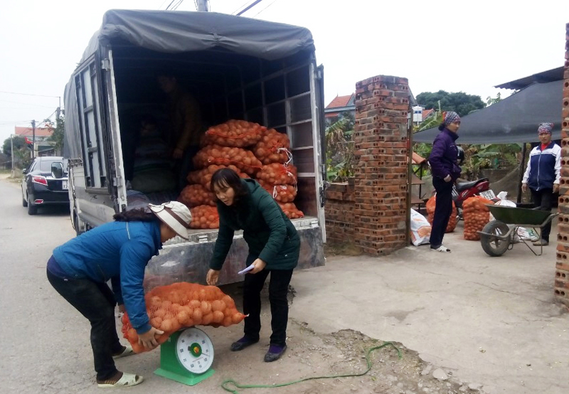 HTX Hoa Phong thu mua khoai tây cho bà con xã Bình Dương, TX Đông Triều.