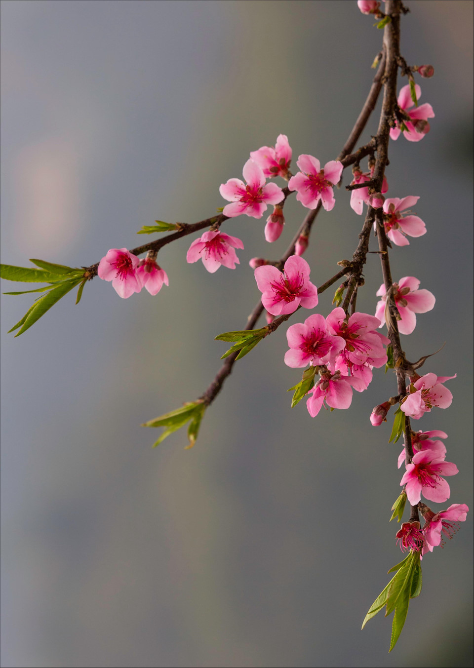 Dấu ấn Việt Nam\': 12 mùa hoa rực rỡ sắc màu - Báo Quảng Ninh điện tử