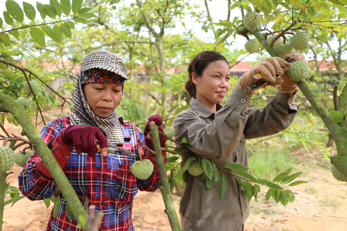 Nhờ liên kết sản xuất chặt chẽ bước đầu sản phẩm na dai của các hộ trồng na trong HTX Na dai Đông Triều (xã Việt Dân) đã có đầu ra tiêu thụ ổn định.