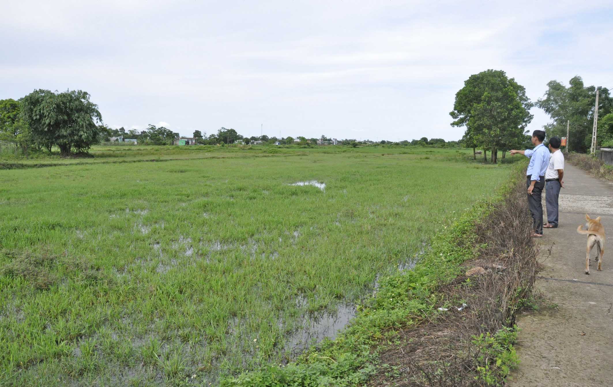 Trưởng thôn 4, xã Quảng Điền, huyện Hải Hà và Lãnh đạo xã đi kiểm tra thực tế những đồng ruộng bà con trong xã bỏ cấy trong vụ Mùa 2017