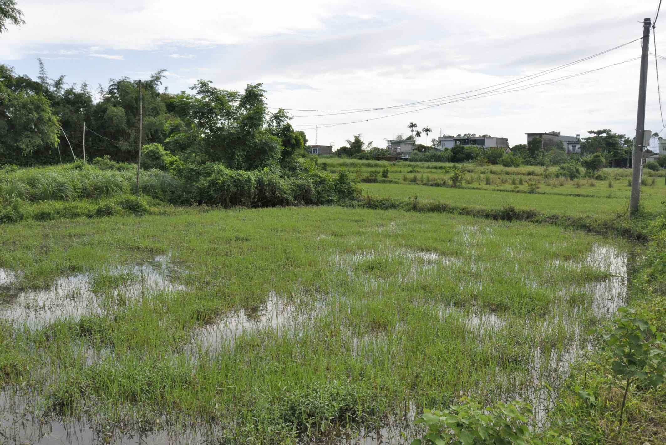 Nhiều sào ruộng chỉ để cỏ mọc ở xã Quảng Điền, huyện Hải Hà
