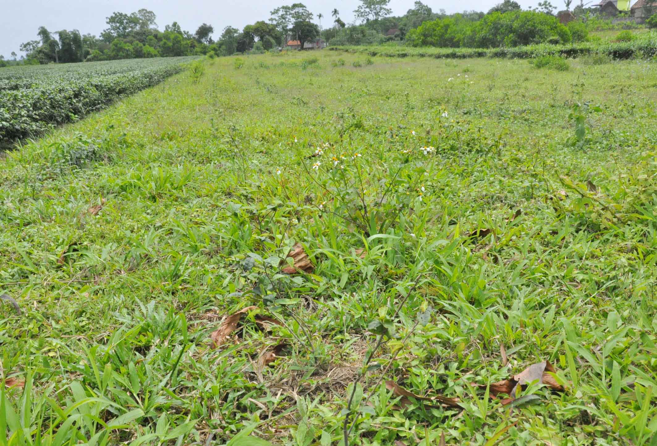 Diện tích chè mới trồng bị người dân bỏ bẵng cho cỏ mọc tại xã Quảng Long, huyện Hải Hà