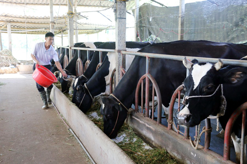 Hộ ông Nguyễn Đức Tùng (thôn Quảng Mản, xã Bình Khê, TX Đông Triều) hiện chỉ dám duy trì đàn bò sữa 35 con.