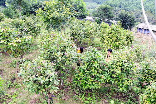 Trà hoa vàng - một trong những cây mang lại giá trị kinh tế cao, đang được huyện Ba Chẽ mở rộng diện tích trồng. Ảnh: Phương Thúy