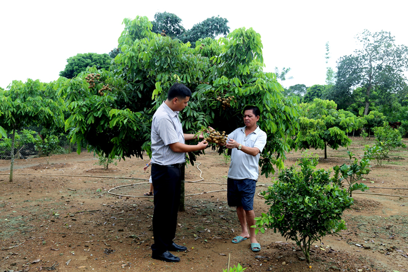 Vườn mẫu 1.600m2 của hộ ông Nguyễn Đắc Sáng (thôn Hải Đông, xã Quảng Thành) gia tăng thu nhập từ trồng hơn 100 cây cam, nhãn, bưởi Diễn.