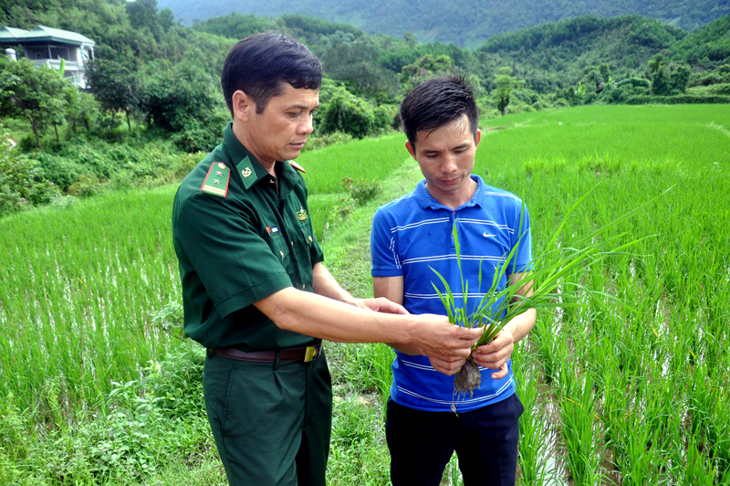 Trung tá Phương Đức Sơn cùng Trưởng thôn Pò Hèn (xã Quảng Đức, huyện Hải Hà) kiểm tra chất lượng cây lúa gieo trồng.