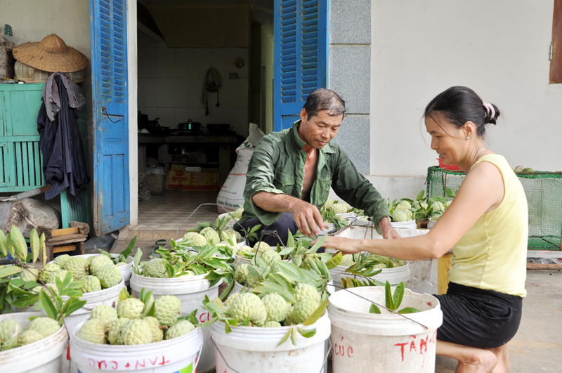 Cây na dai đem lại thu nhập hàng trăm triệu đồng/năm cho nhiều hộ gia đình các xã Việt Dân, An Sinh.