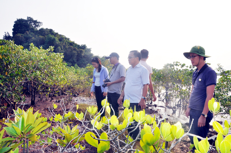 Lãnh đạo Sở Du lịch và các nhà đầu tư khảo sát rừng ngập mặn xã Đồng Rui. Ảnh: Thu Hương