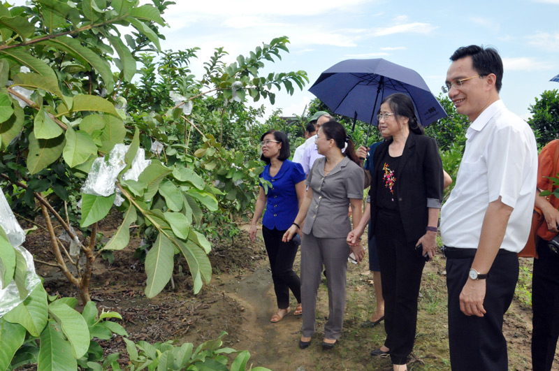 Đồng chí Đỗ Thị Hoàng, Phó Bí thư Thường trực Tỉnh ủy đến thăm mô hình vườn mẫu của gia đình ông Nguyễn Văn Đề, thôn 4, xã Quảng Minh.