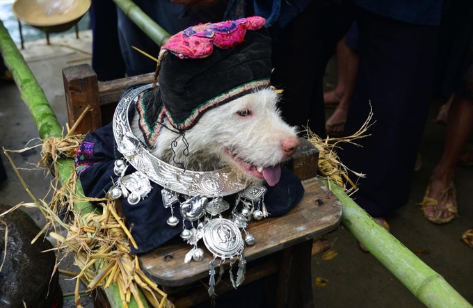 Con chó được chọn làm linh vật trong lễ rước sẽ được mặc quần áo, đội mũ và ngồi trên kiệu gỗ.