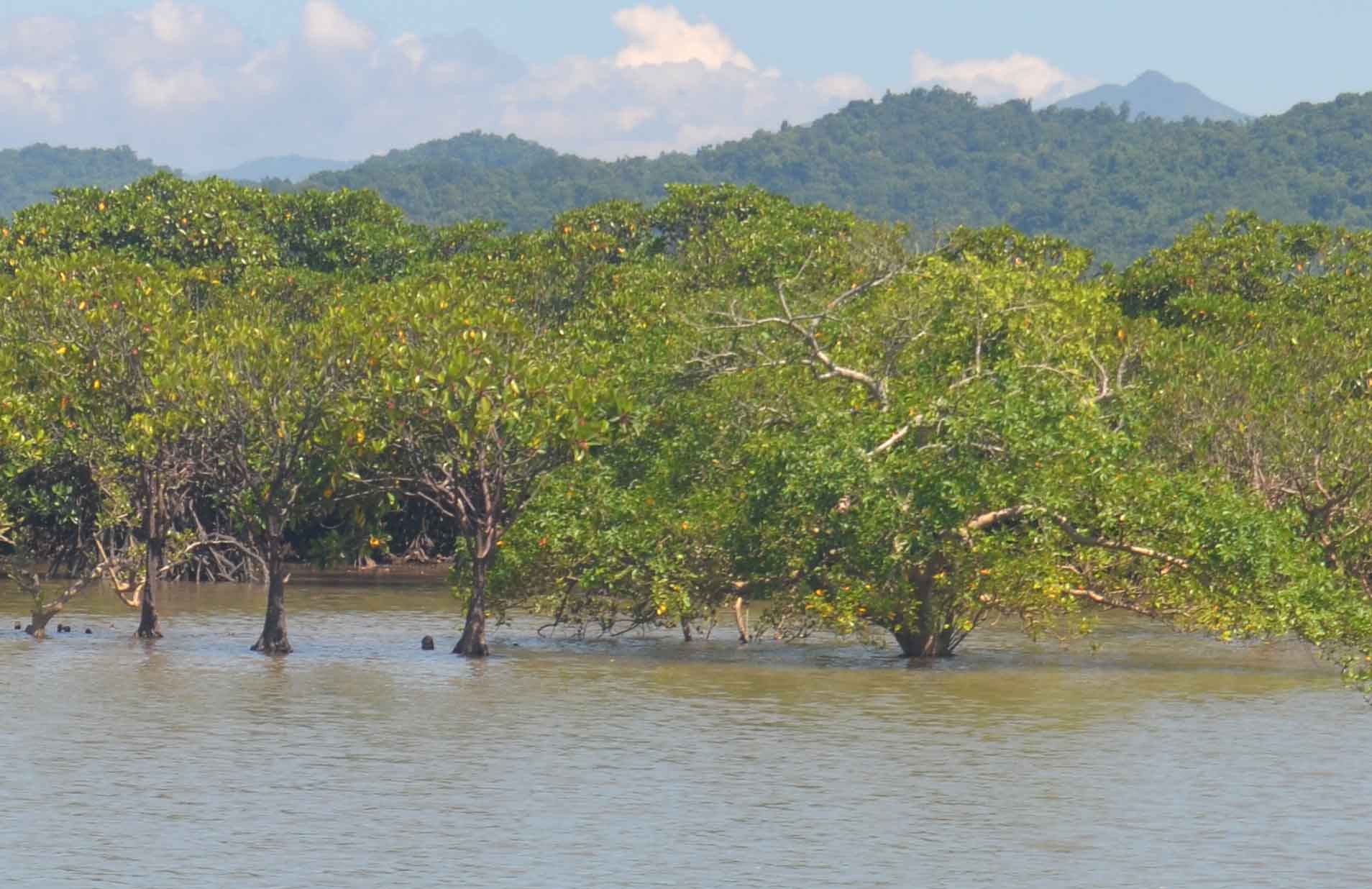 Đảo Lộc Vàng giống như thế giới riêng của cây ngập mặn