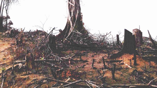 Một phần hiện trường diện tích rừng ở xã An Hưng, huyện An Lão bị tàn phá. Ảnh: Báo Bình Định