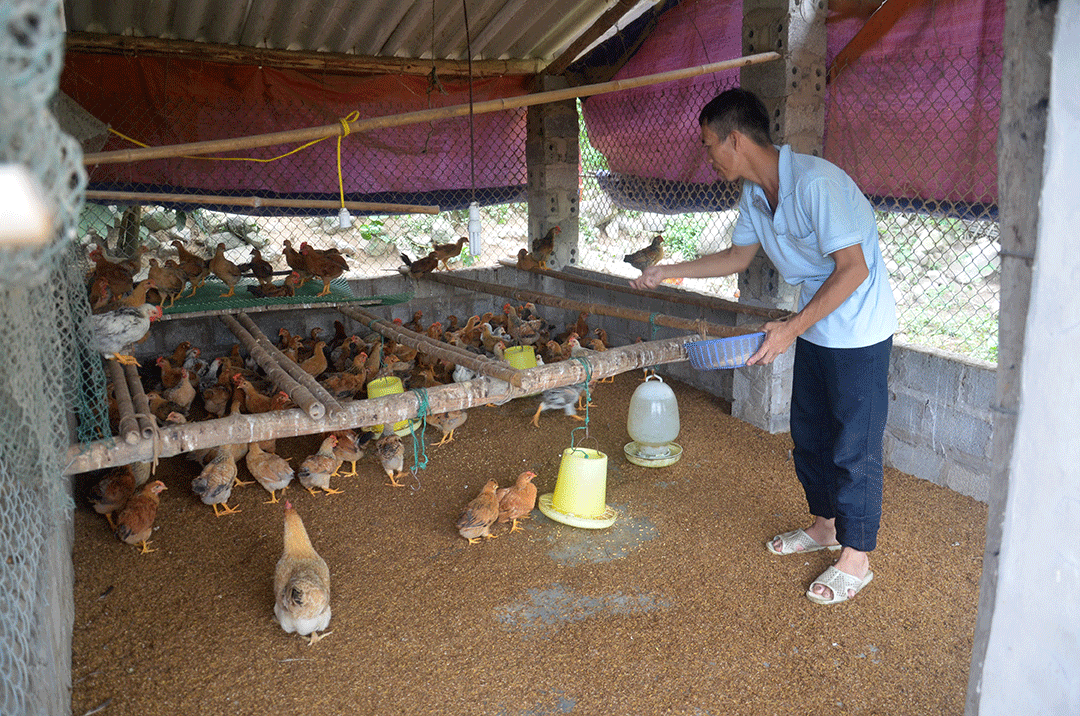 Anh Bế Văn Quế thôn Tềnh Pò, xã Phong Dụ đang cho đàn gà của mình ăn
