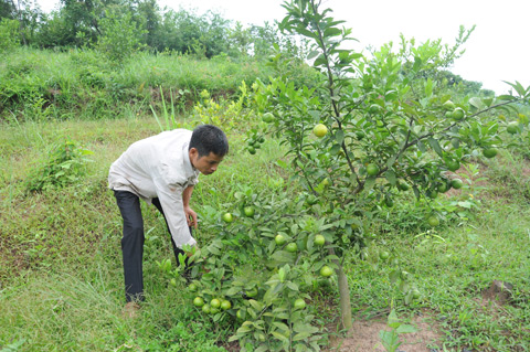 Anh Hoàng Văn Đồng đang chăm sóc vườn chanh của gia đình 