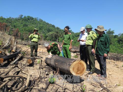 Hiện trường vụ 43,7 ha rừng tự nhiên ở huyện An Lão bị xóa sổ. Ảnh: Nguyên Linh/TTXVN