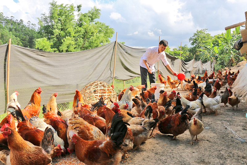 Gà Tiên Yên được chăn nuôi theo quy trình an toàn tại HTX Chăn nuôi gà Tiên Yên, xã Phong Dụ.