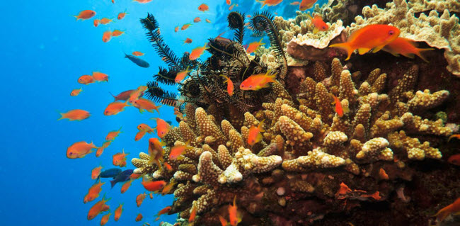 Rạn san hô Greet Barrier, Australia: Lặn khám phá hệ sinh thái biển lớn nhất thế giới, du khách có cơ hội thấy các loài rùa biển và 1.400 loài cá.