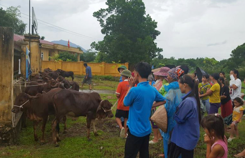 Bàn giao  bò thuộc dự án “chăn nuôi Bò gống sinh sản” cho các hộ nghèo xã Quảng Tân. 