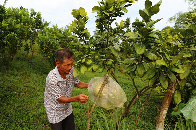 Vườn mẫu 2,5ha của hộ ông Nguyễn Văn Miêu (thôn Đông xã Dực Yên) gia tăng thu nhập từ cây ổi, bưởi diễn, gia xanh và chăn nuôi.