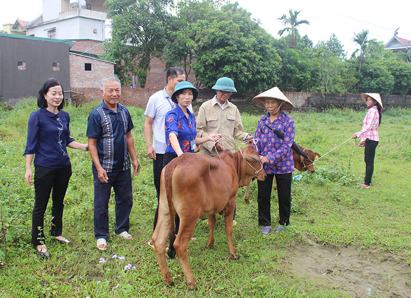 Phòng Lao Động- Thương Binh và Xã hội huyện trao bò cho các hộ gia đình nghèo tại xã Quảng Phong, huyện Hải Hà.