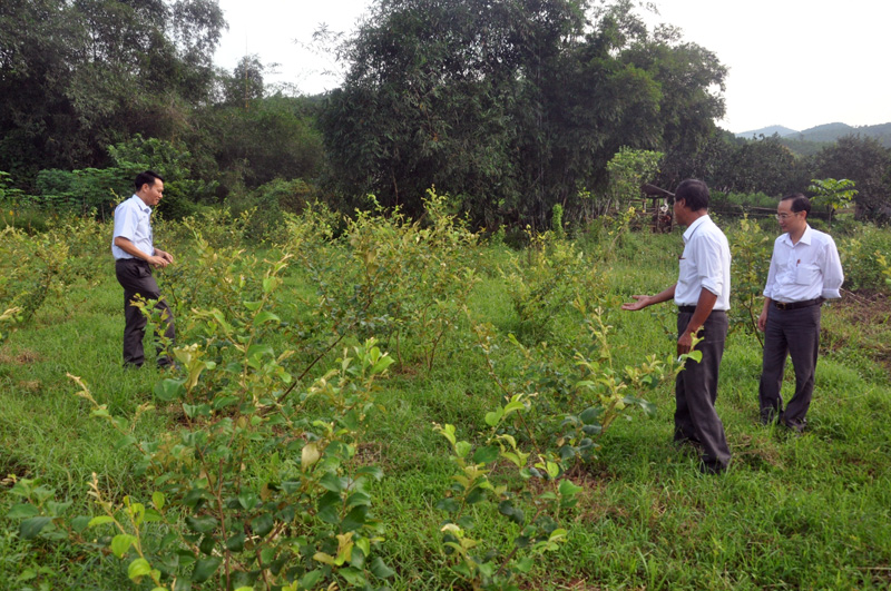   Cán bộ phường Mông Dương kiểm tra chất lượng mô hình trồng táo hồng đào tại tổ 5, khu 10