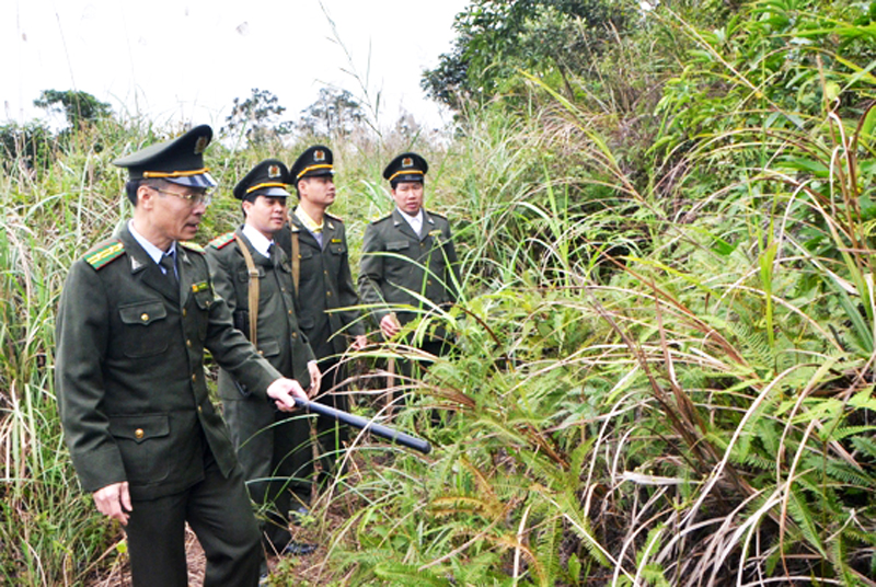 Lực lượng kiểm lâm TP Móng Cái tuần tra kiểm soát rừng. Ảnh Thu Hằng