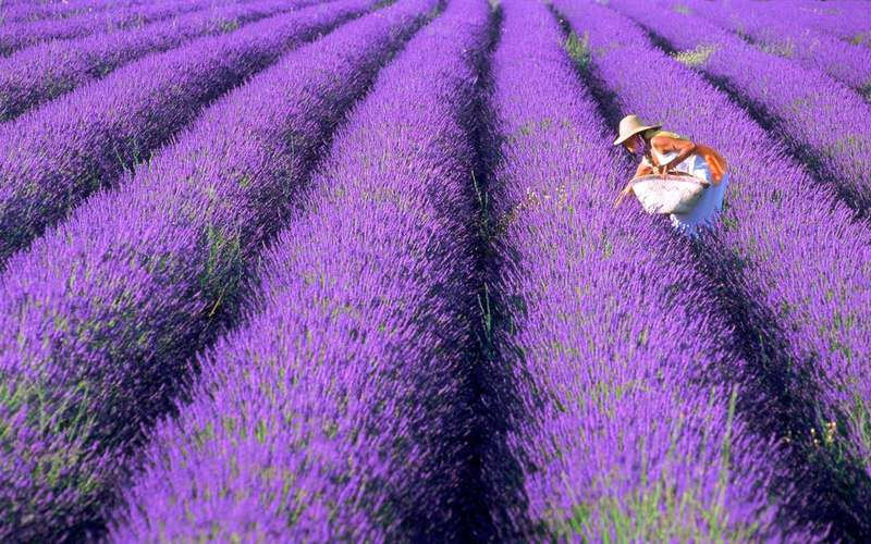 Cánh đồng hoa oải hương, Pháp: Du khách sẽ bị cuốn hút bởi cả mùi hương và màu sắc nơi đây. Chỉ cần tưởng tượng xung quanh tràn ngập một màu tím biếc cũng đủ khiến bạn hưng phấn. Ảnh: Chad Ehlers/Getty Images.