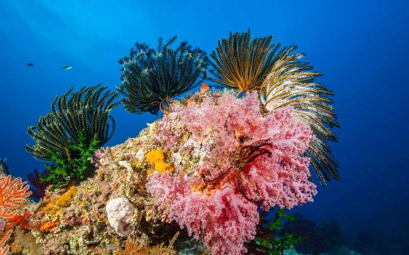 Rạn san hô Great Barrier, Australia: Nếu bạn nghĩ rằng thế giới trên mặt đất sống động hơn dưới nước, hãy đến và chiêm ngưỡng rạn san hô Great Barrier. Những loài cá đầy màu sắc sống xung quanh rạn san hô rực rỡ tạo cảm giác như đang nhìn vào một hành tinh khác. Ảnh: Daniela Dirscherl/WaterFrame RM.
