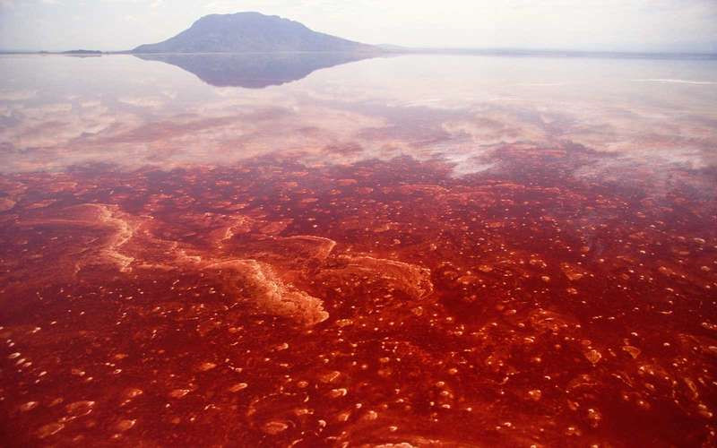 Hồ Natron, Tanzania: Nơi được mệnh danh là hồ “muối và soda” ở phía bắc Tanzania có thể làm chết một số loài động vật. Theo Live Science, nồng độ pH của nước có tính kiềm đủ để đốt cháy bất cứ vật nào bơi dưới hồ. Mức độ độc hại khiến hồ nước có màu đỏ và xuất hiện những vết gợn. Ảnh: Getty Images/Minden Pictures RM.