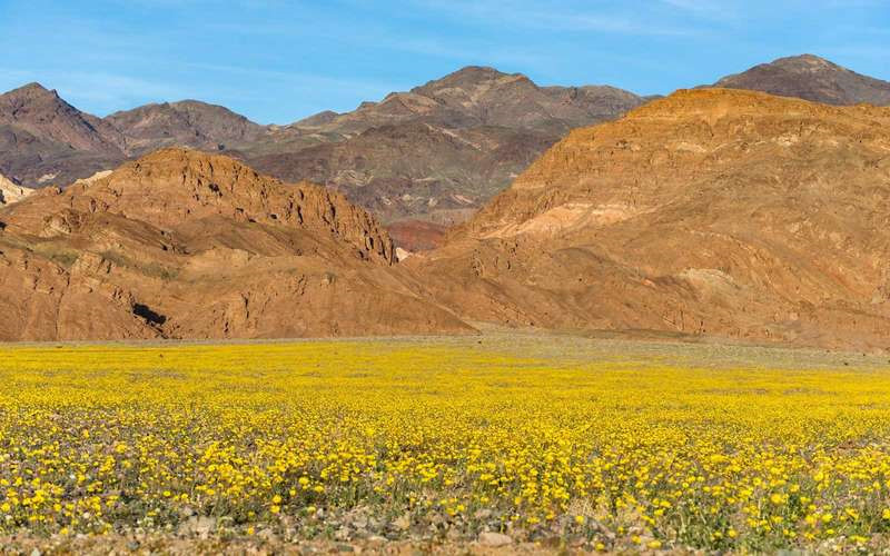 Thung lũng Chết, Mỹ: Nơi đây sẽ trở nên rực rỡ sắc màu vào mùa hoa nở. Điều này không xảy ra thường xuyên, nhưng nếu nhận đủ lượng mưa vào những tháng mùa đông, hoa sẽ nở rộ khi xuân về. Ảnh: Trina Dopp/Getty Images.