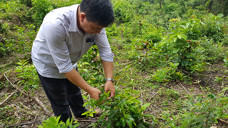 Anh Nguyễn Thanh Phong, cán bộ xã đi đầu xây dựng mô hình 3 ha trồng chanh đào.  
