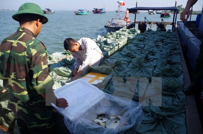 A border guard checks a boat illegally transporting fish in Quang Ninh Province. The local border guards recently detained several people for illegal transporting fish from China to Viet Nam. — VNA/VNS Photo Nguyen Hoang 