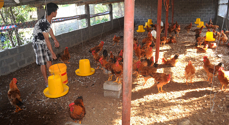 Mô hình nuôi gà của hộ gia đình anh Trần Văn Qúy, thôn Pạc Sủi xã Quảng Sơn giúp gia đình thoát nghèo.