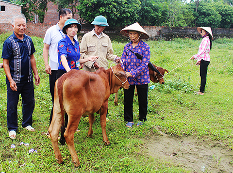 Huyện Hải Hà, trao bò giống sinh sản cho các hộ nghèo xã Quảng Phong.