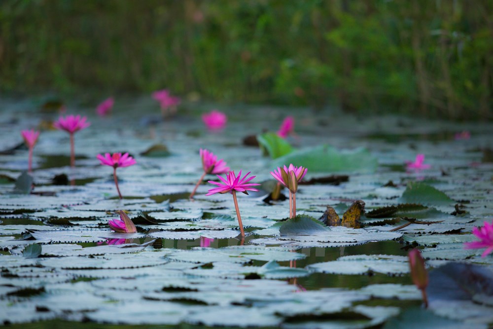 Từ tháng 9 đến tháng 11, hoa súng nở tím dọc hai bên bờ suối. Vẻ đẹp của loài hoa dân dã mà thanh nhã đó hòa quyện trọn vẹn với khung cảnh thiên nhiên nơi này. (Ảnh: Minh Sơn/Vietnam+)