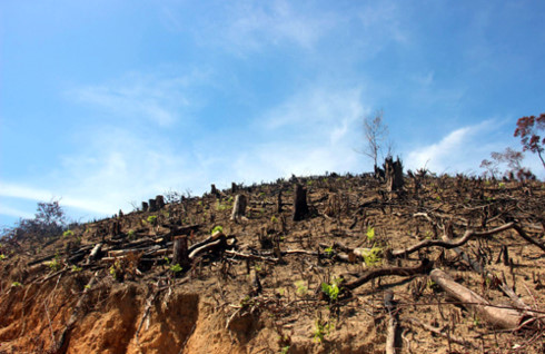 Hơn 60 ha rừng tự nhiên ở Bình Định bị phát. Ảnh: Quy Nhơn.