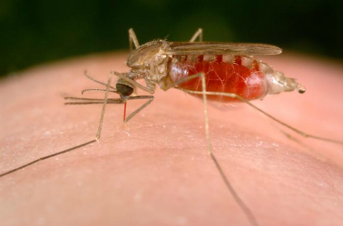 Muỗi anopheles truyền sốt rét. Ảnh: CDC.