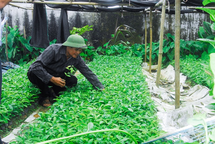 Vườn ươm cây quế giống của người dân thôn Nà Thổng, xã Quảng An, huyện Đầm Hà