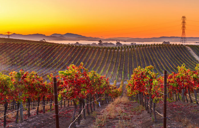 Napa Valley, California: Mùa thu đến giữa không khí thu hoạch nho làm rượu vang ở thung lũng Napa. Đây cũng là thời điểm tuyệt vời nhất để cây cối chuyển màu. Ảnh: Momondo.com