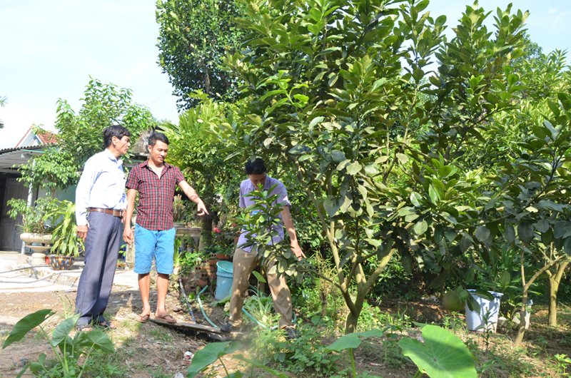 Từ nguồn vốn vay phát triển sản xuất của ngân hàng CSXH, hộ anh Triệu Văn Minh, thôn Tân Lập, xã Tân Dân, Hoành Bồ phát triển mô hình trồng cây ăn quả kết hợp chăn nuôi