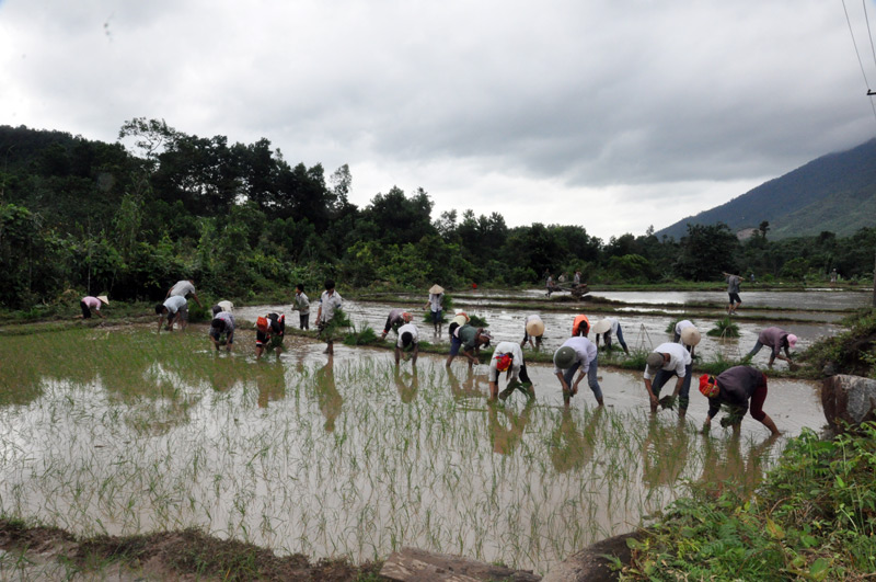 Người dân bản Lý Quảng, xã Quảng Sơn gieo cấy lúa mùa.