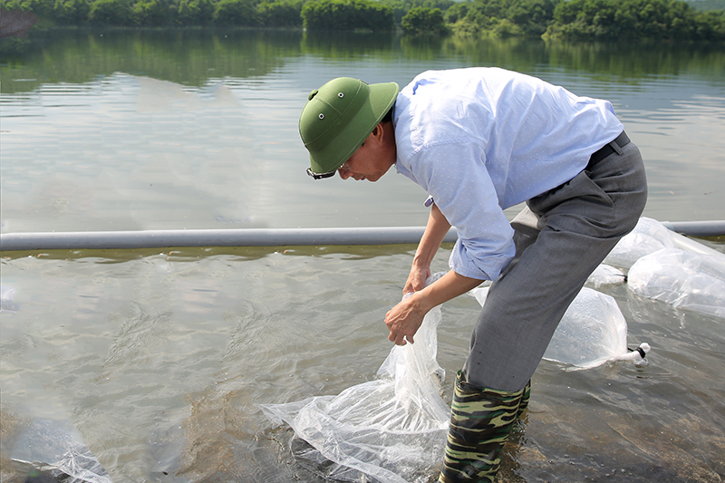 Đồng chí Bí thư Tỉnh ủy thả cá giống tại hồ Đầm Hà Động (huyện Đầm Hà).