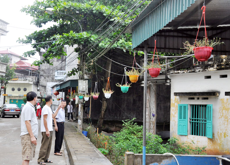 Dọc hai bên đường vào thôn Thác Bưởi, xã Tien Lãng đều được treo những chậu hoa mười giờ xinh xắn.
