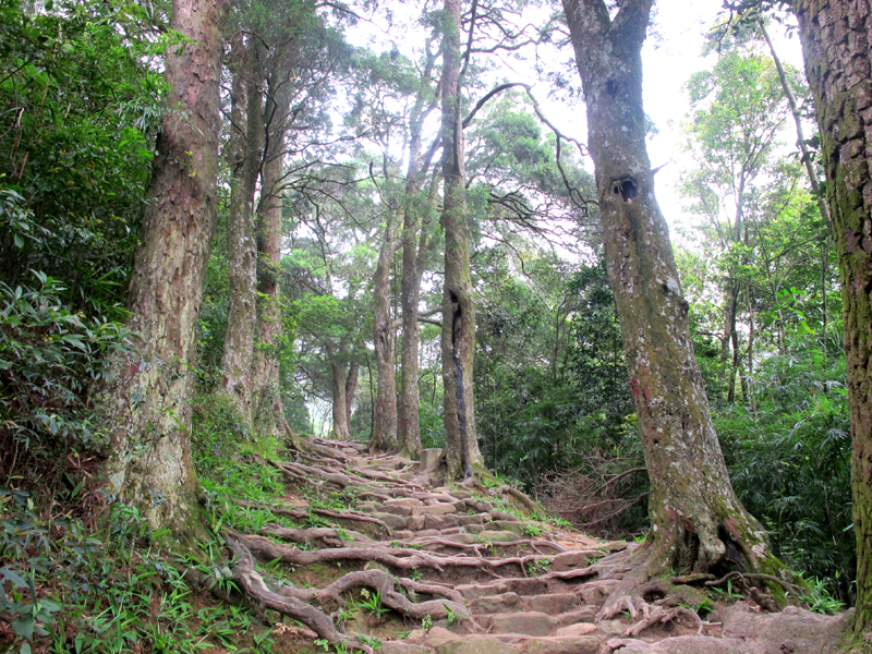Đường Tùng, nơi có khoảng 3 chục cây tùng cổ là một trong những tuyến hành hương đẹp nhất ở Yên Tử. 